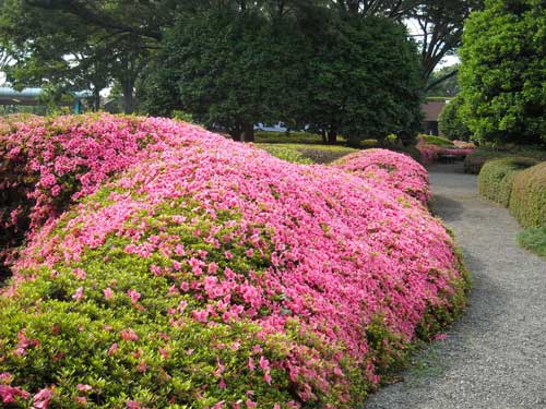 2009 神代植物公園：満開_b0144301_23343994.jpg