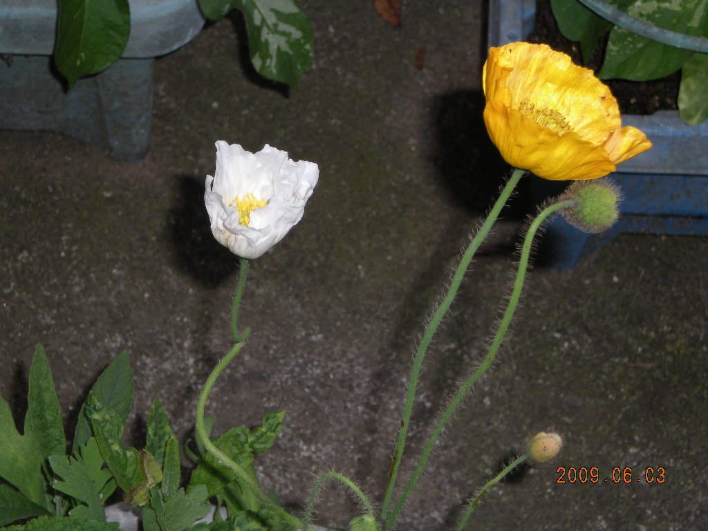 裸足の１５００マイル フィリップ ノイス監督 ２００３年 Watching