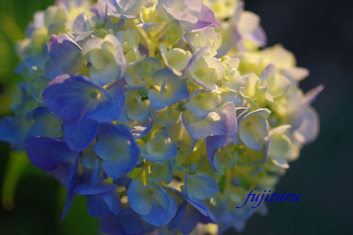 光の魔法　小さな公園にて紫陽花_b0151409_23151644.jpg