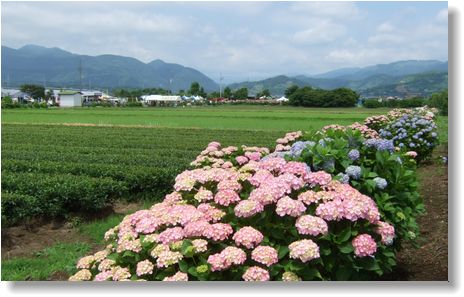 開成町　あじさい祭り_d0048312_2017097.jpg