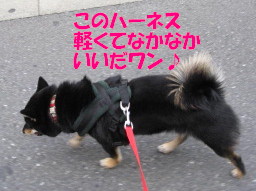 c0185516_16245112.jpg