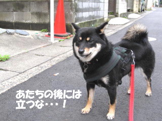 c0185516_1651060.jpg