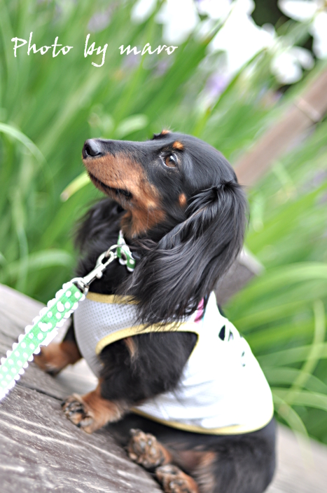 満開の菖蒲と麻呂犬♪♪　_e0160417_842010.jpg