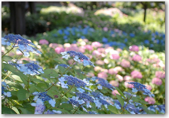 colorful blooms_d0083623_23311166.jpg