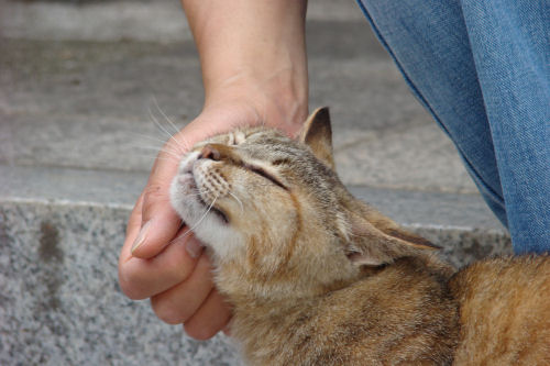 尾道は猫の町_f0007926_103654100.jpg