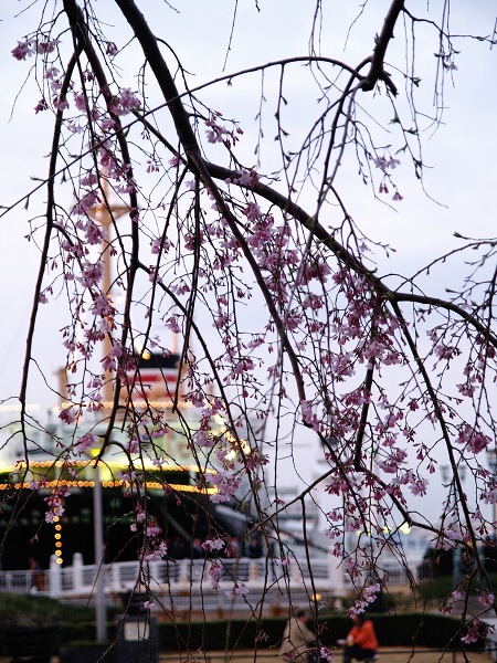 横浜港で桜が少し咲いていました。[2009年3月24日の投稿]_e0169130_2354553.jpg