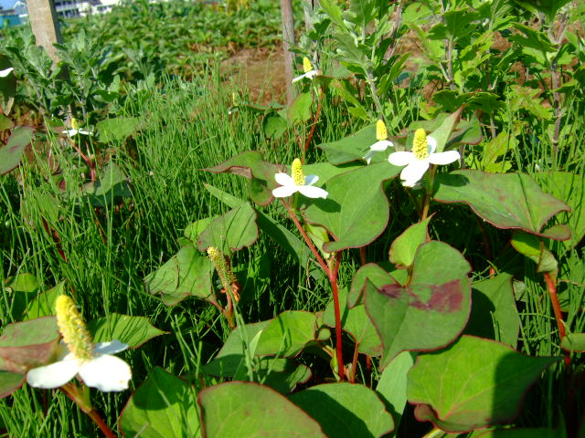 散歩の途中で.....綺麗な花が満開！_b0137932_10463343.jpg