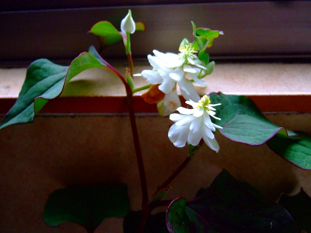散歩の途中で.....綺麗な花が満開!_b0137932_10493213.jpg