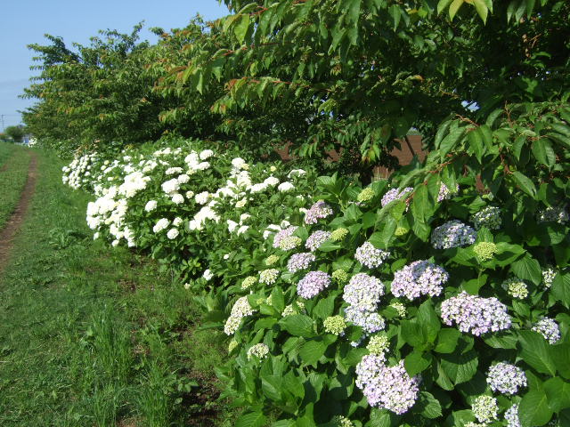 散歩の途中で.....綺麗な花が満開！_b0137932_105019100.jpg