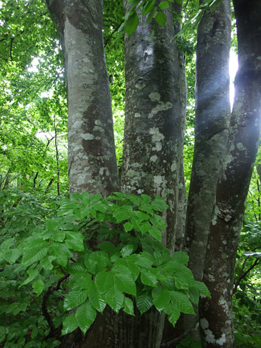 e0168232_20113567.jpg