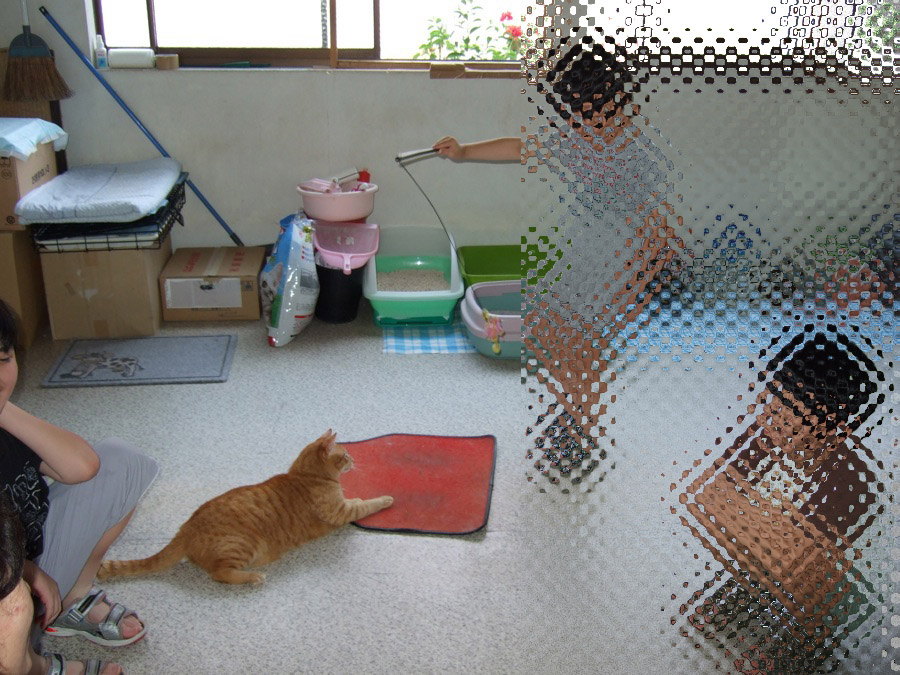 シェルターのメンバー~猫はいかなる時,中立的な場「集会場」を形成するか_b0060239_839218.jpg