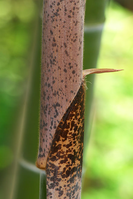 c0067040_2244976.jpg