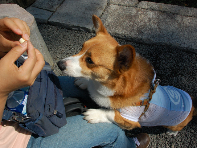 今日はカワセミさんの写真です_c0165640_19352147.jpg