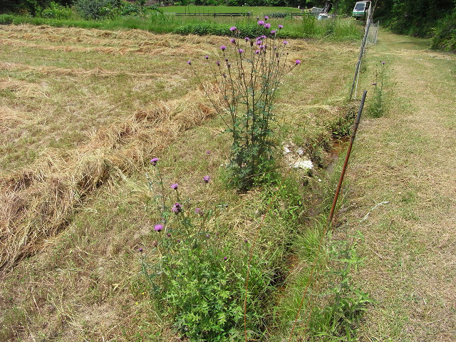 生息地の見回り、看板設置、採集者との遭遇_b0074742_23295339.jpg