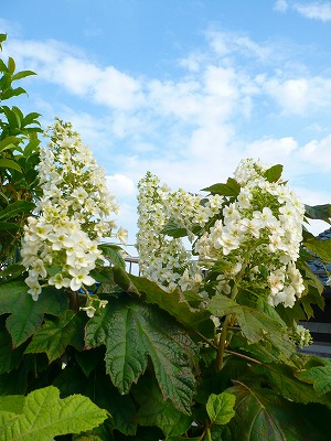 c0035843_1646665.jpg