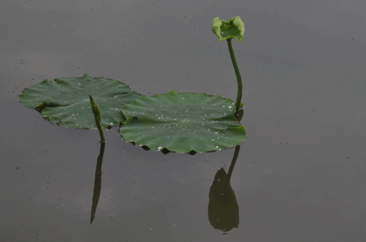 c0093046_6551612.gif