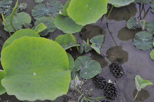 c0093046_6553655.gif