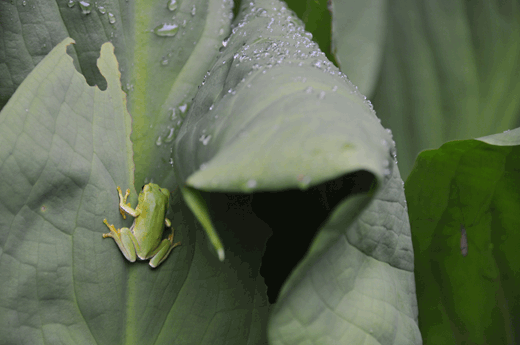 c0093046_6555899.gif