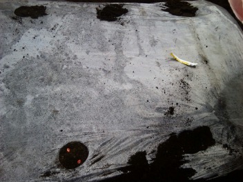e0069647_1894596.jpg