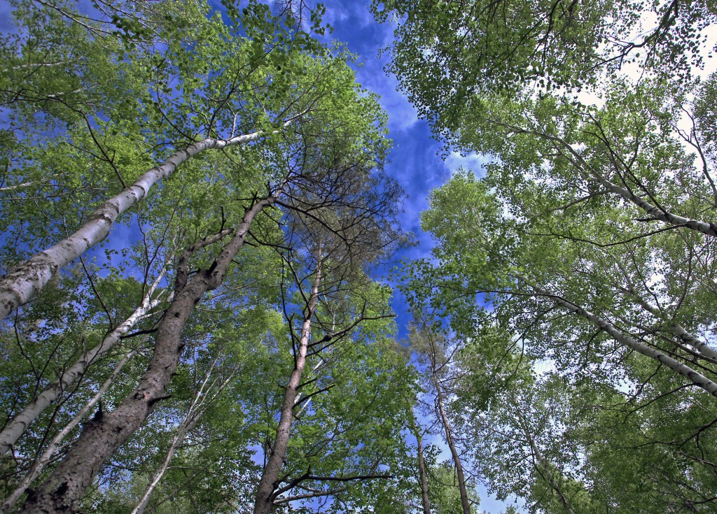 e0163149_681736.jpg