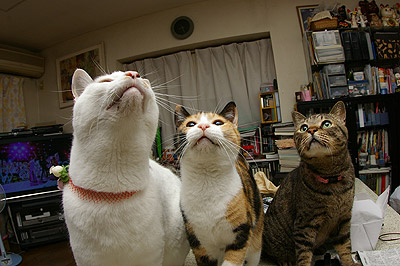 やっぱり、はらへりーず_a0028451_2963.jpg