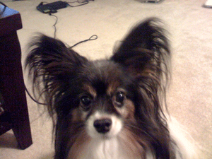 f0002252_7461873.gif