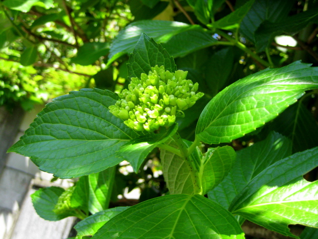 e0099756_21235276.jpg