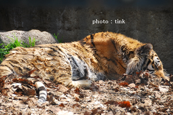 旭山動物園～いっちゃんありがとう～_a0105160_22125389.jpg