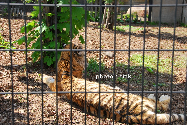 旭山動物園～いっちゃんありがとう～_a0105160_2295229.jpg