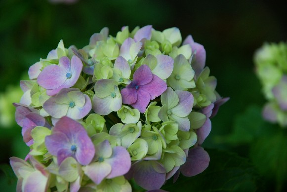 菖蒲は大人の花_c0167264_16271291.jpg