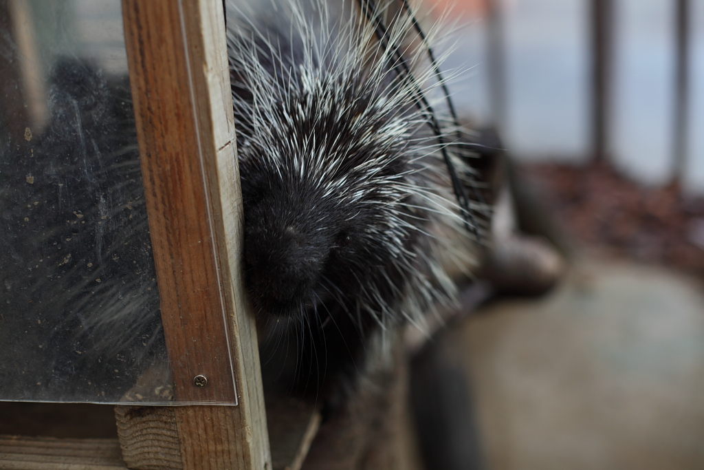 上野動物園_f0171065_1733081.jpg