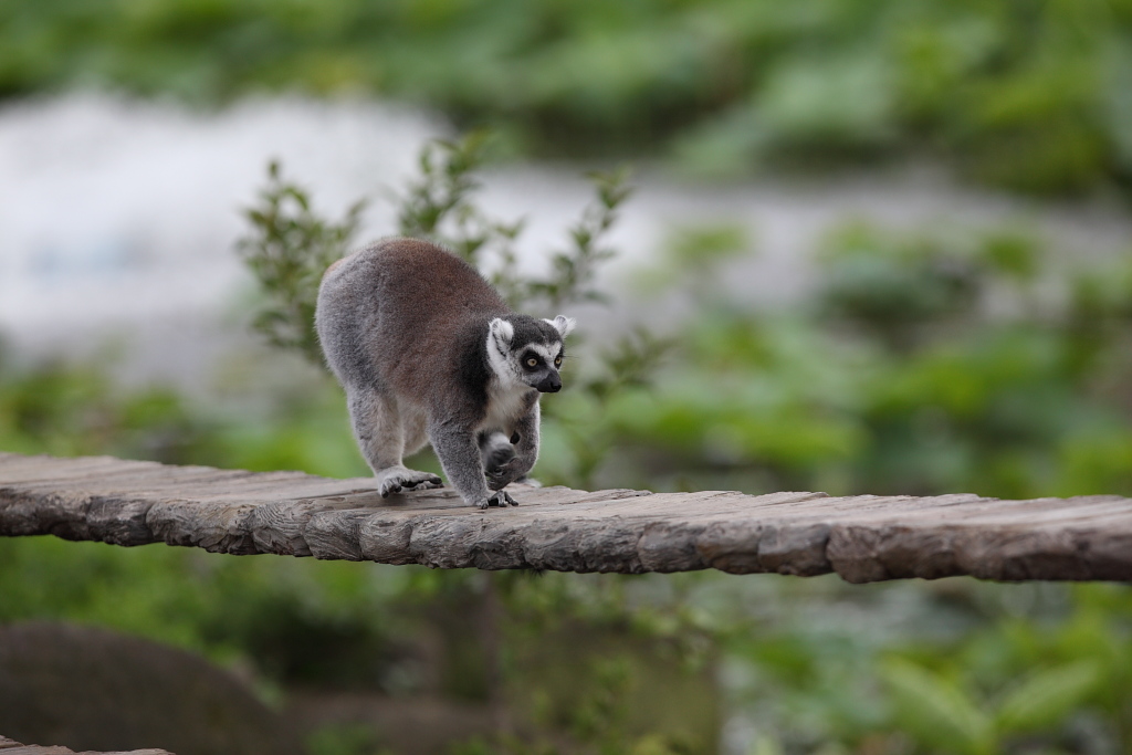 上野動物園_f0171065_1741946.jpg