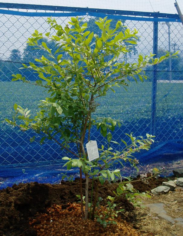 水切れが面倒なので地植えしました ケロのブルーベリー園 In 熊本