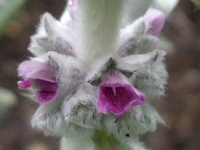 b0067569_1401777.jpg