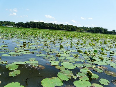 我孫子市水生植物園のあやめ　_e0055176_22481234.jpg