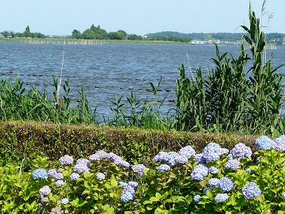 我孫子市水生植物園のあやめ　_e0055176_22535710.jpg