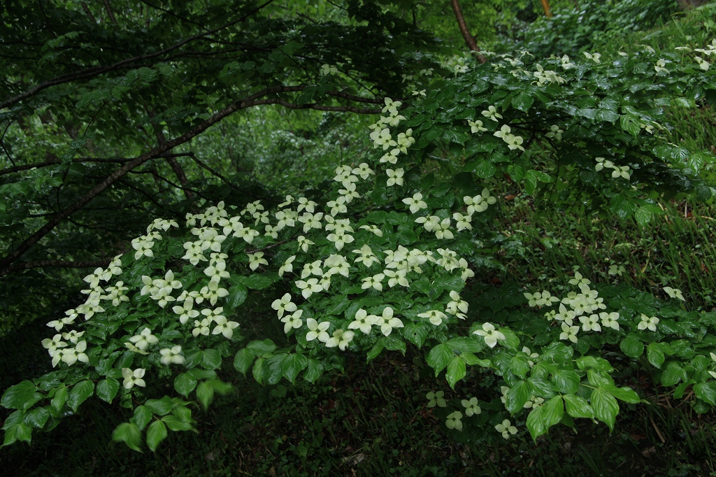 e0024081_20372997.jpg
