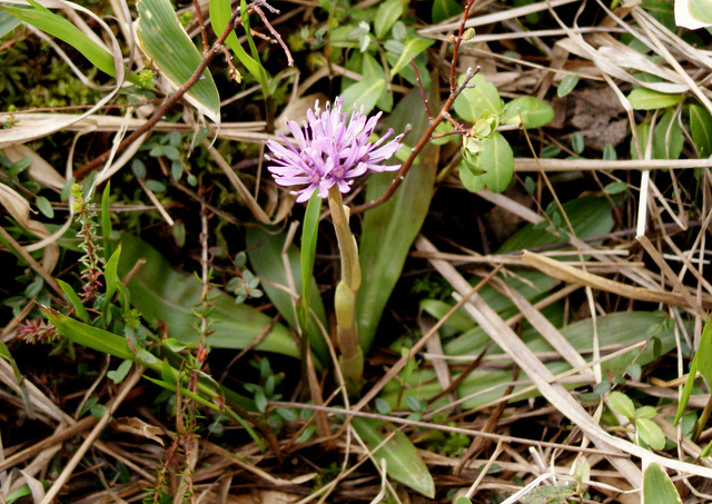 下サロベツ原生花園　６月２日　②_e0152186_0533238.jpg