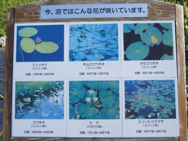 下サロベツ原生花園　６月２日　③_e0152186_14525388.jpg