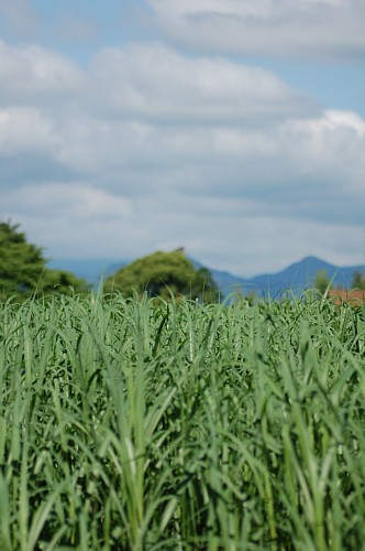 晴れました＼(^o^)／_a0116088_1164985.jpg