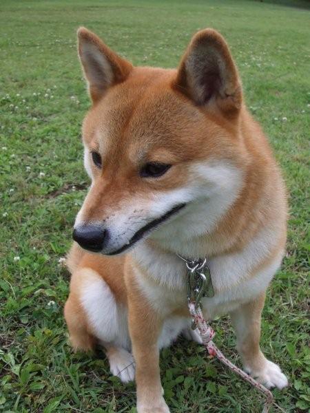 立派な犬です 09no71 ぽん吉一家の日常酒飯事 立派な犬です 09no71 ぽん吉一家の日常酒飯事
