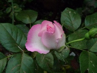 c0108693_20184945.jpg