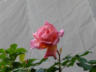c0108693_20264475.jpg