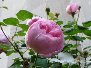 c0108693_2029142.jpg