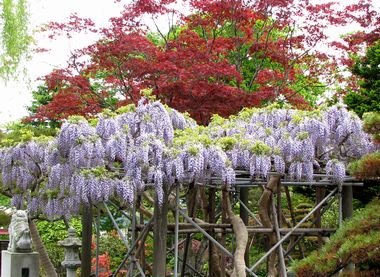 山寺　光照寺　藤と花菖蒲（ハナショウブ）_e0104596_2136463.jpg