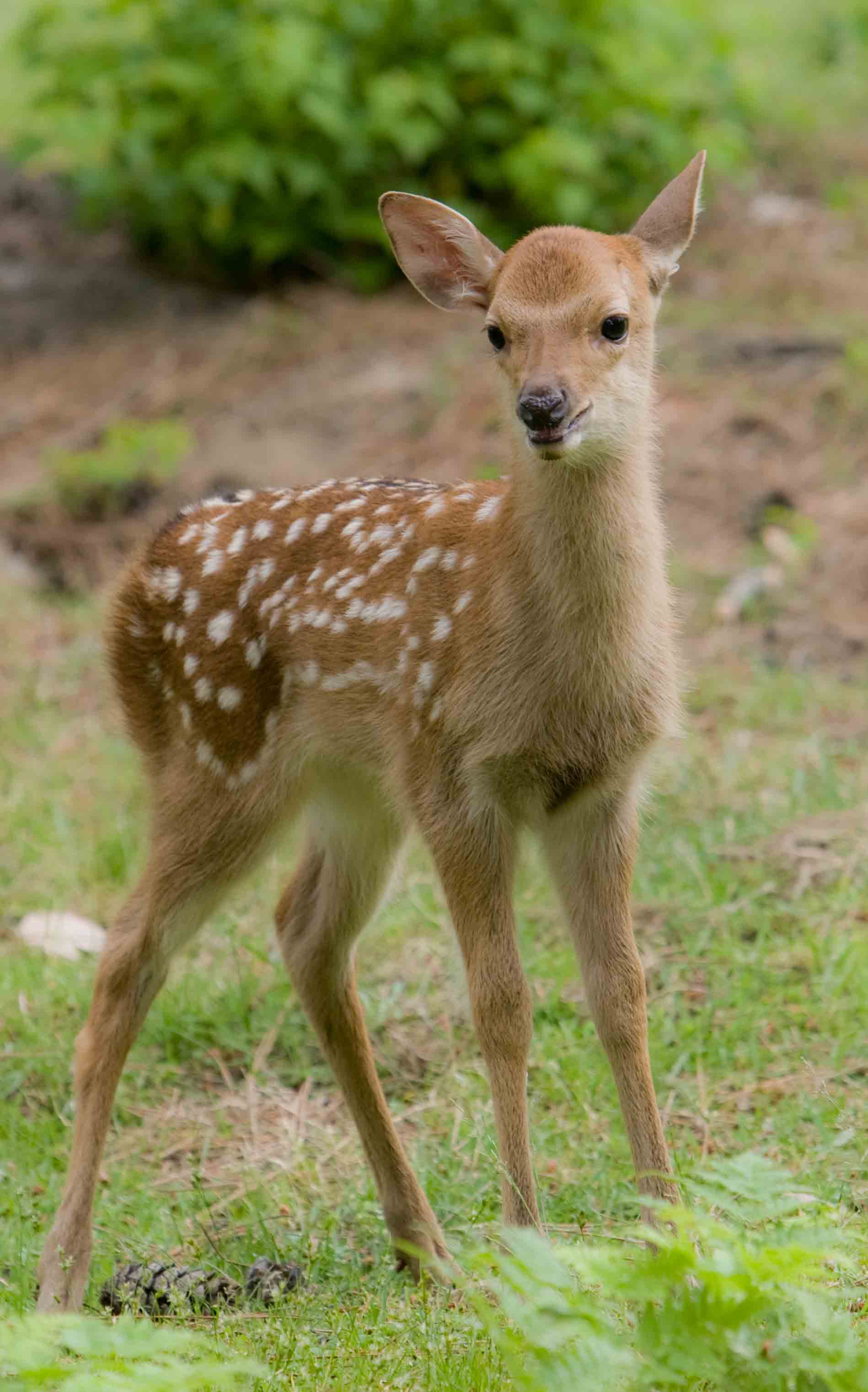 バンビちゃんとの出会い おしゃべりフクロウまま