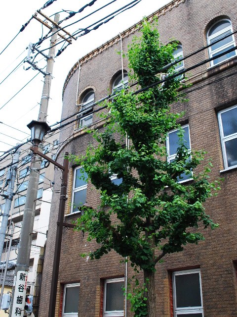 村林ビル(関根要太郎設計作品)その２_f0142606_0123033.jpg