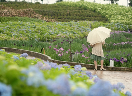 雨の中のなばなの里_a0116107_17295838.jpg