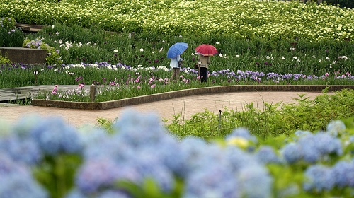 雨の中のなばなの里_a0116107_1729768.jpg