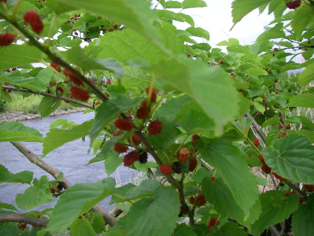 b0172209_974549.jpg